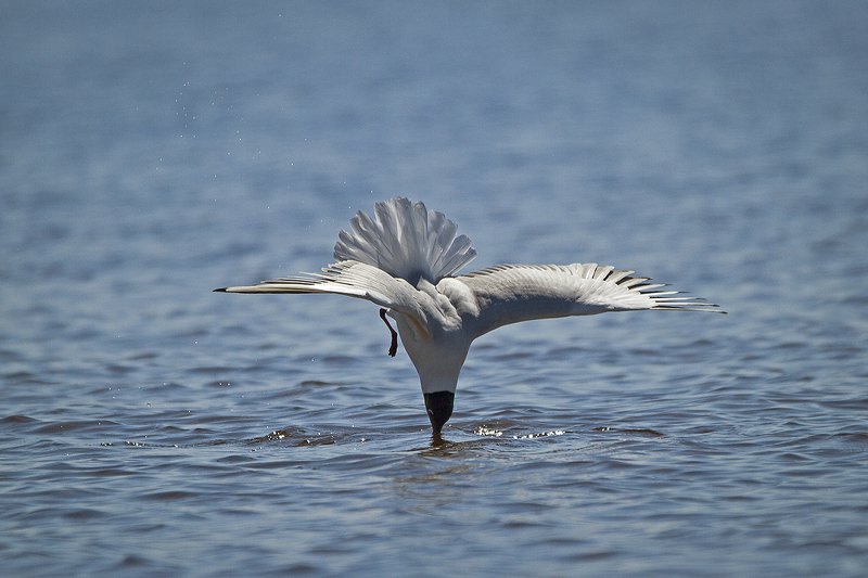 Озёрная чайка Морская фигура - замри!photo preview