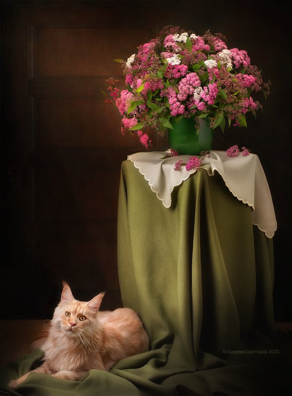 кот,мейнкун,цветы,спирея С букетом цветов и котом Ричиphoto preview