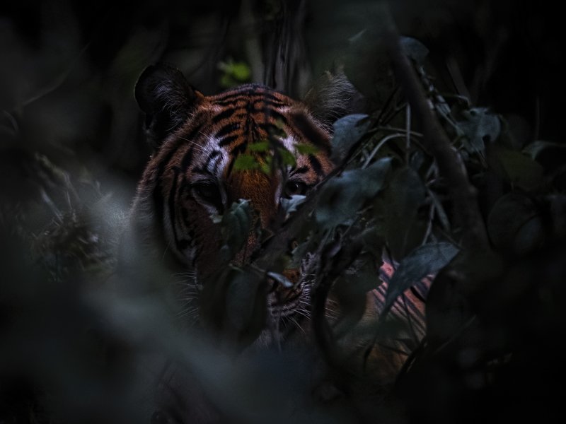 Bengal Tiger, kaziranga, hiding Forest at eveningphoto preview