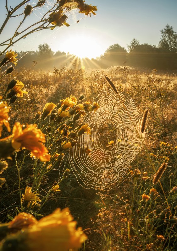 пейзаж, туман, рассвет  Золотая паутина photo preview