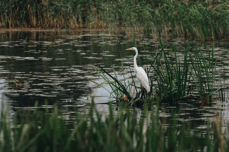 Цапля на озереphoto preview