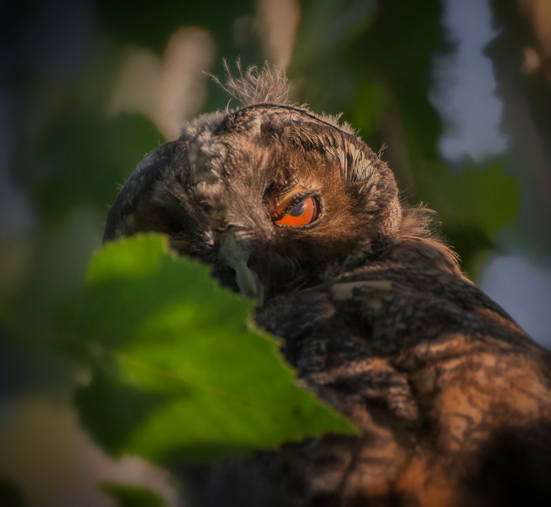птица, ушастая сова, совёнок, Одно солнышко спать идёт, а другое просыпается... фото превью
