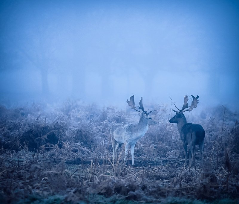 Christmas Time...photo preview