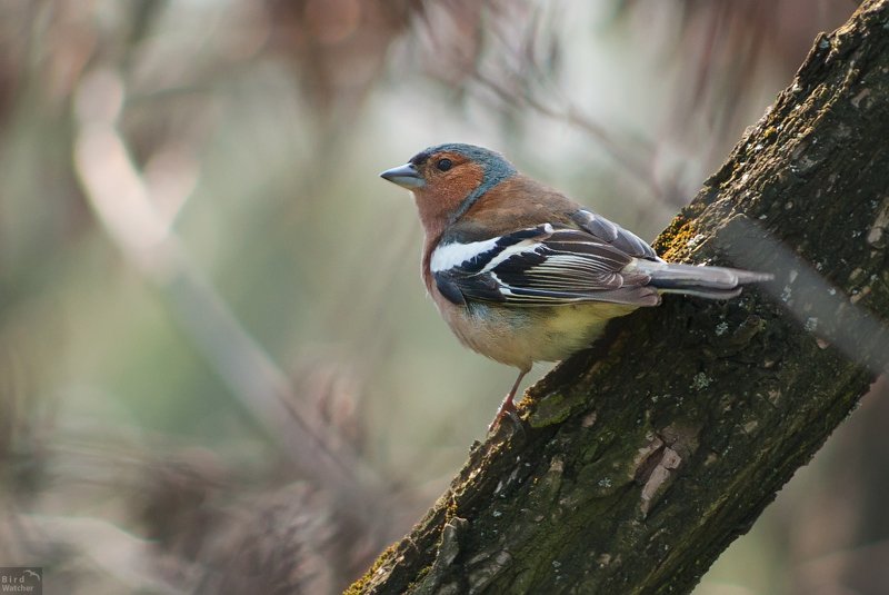 fringilla coelebs, birds, bird, birdwatcher, nature, photography Fringilla coelebsphoto preview