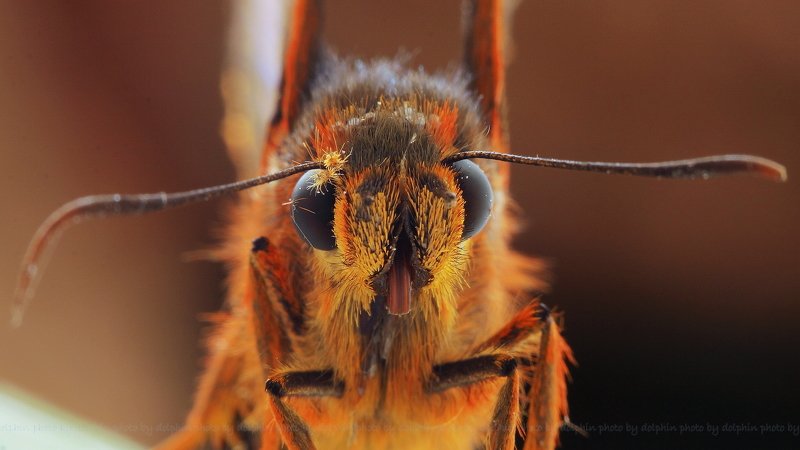 insect Burara jaina formosanaphoto preview