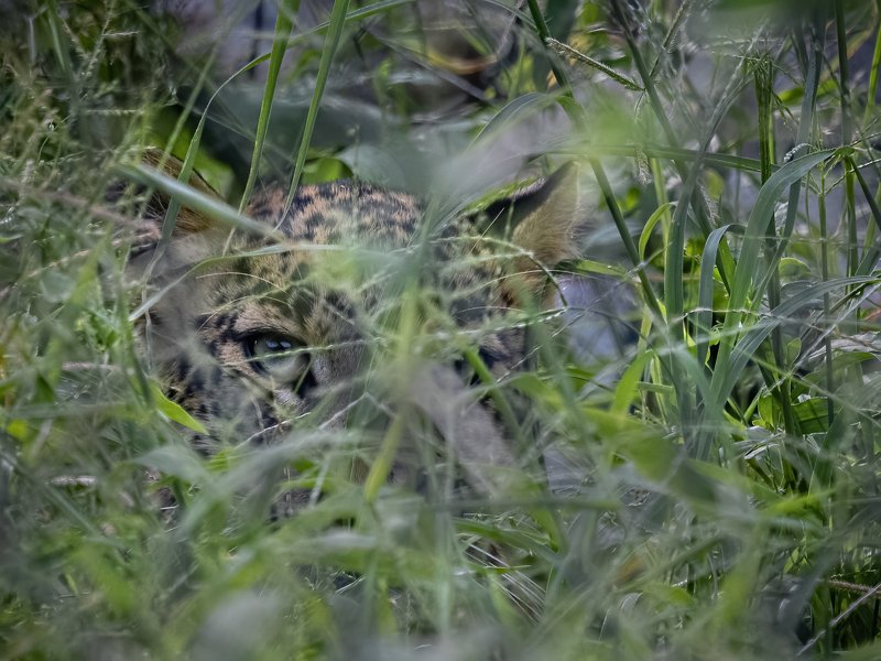Indian Leopard, hiding, Jhalana The Ghost of the Forestphoto preview
