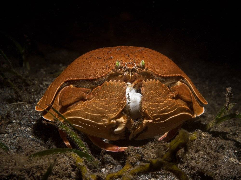 Морепродукты. Автор: Андрей Савин , Андрей Савин