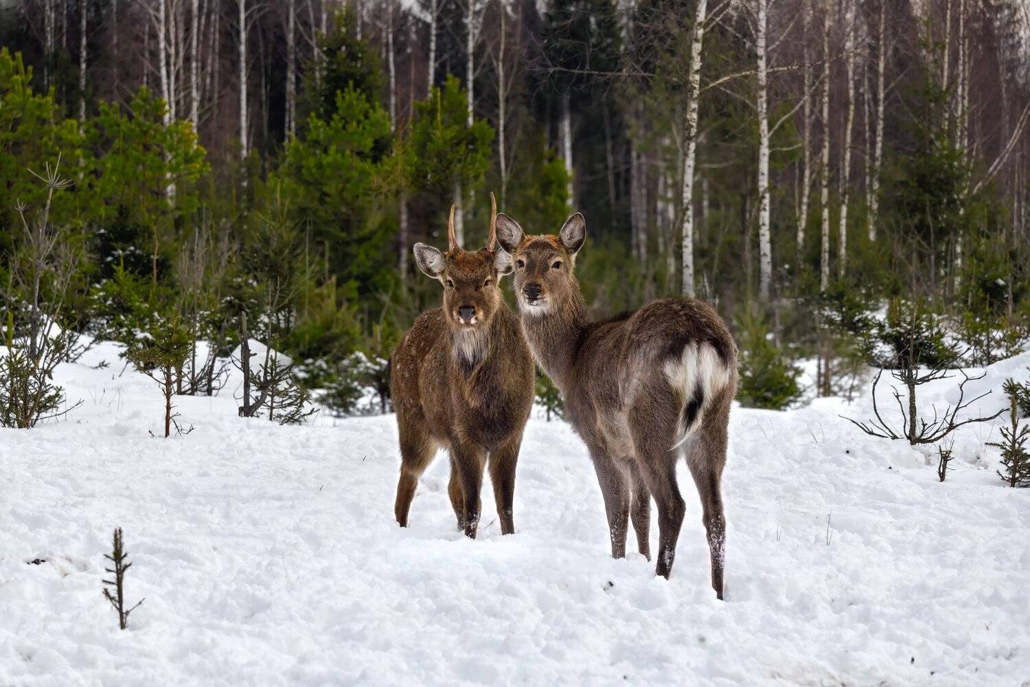 встреча. Автор: Виталий Полуэктов лес,животные,олени, Виталий Полуэктов
