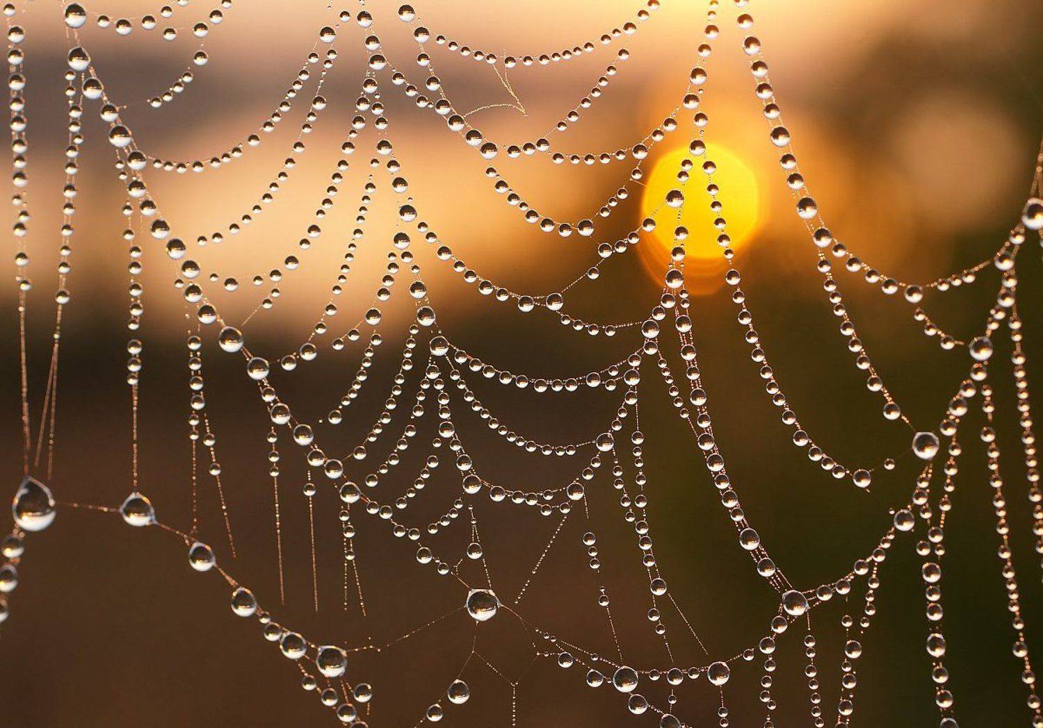 , Чепленко Алексей