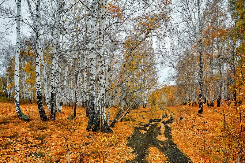 башкирия, южный урал орск новотроицк Дорога по Золоту осени.photo preview