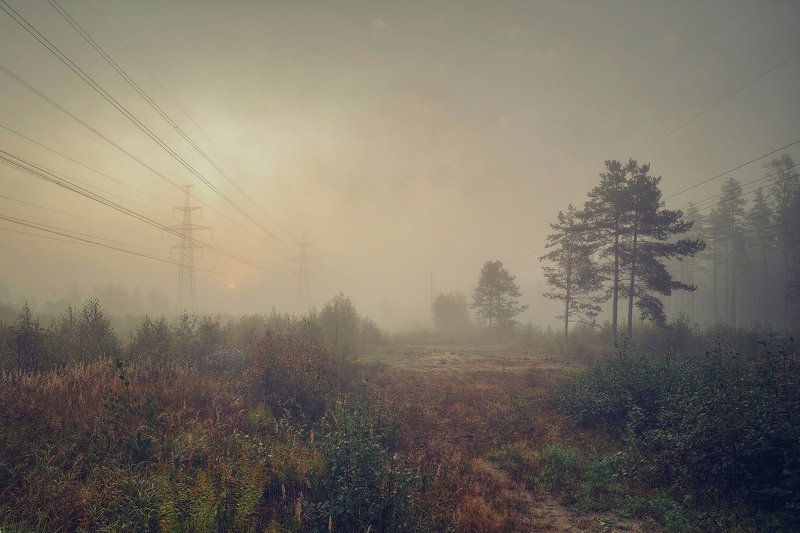 Туман Лес Просека Рассвет Туманный рассветphoto preview