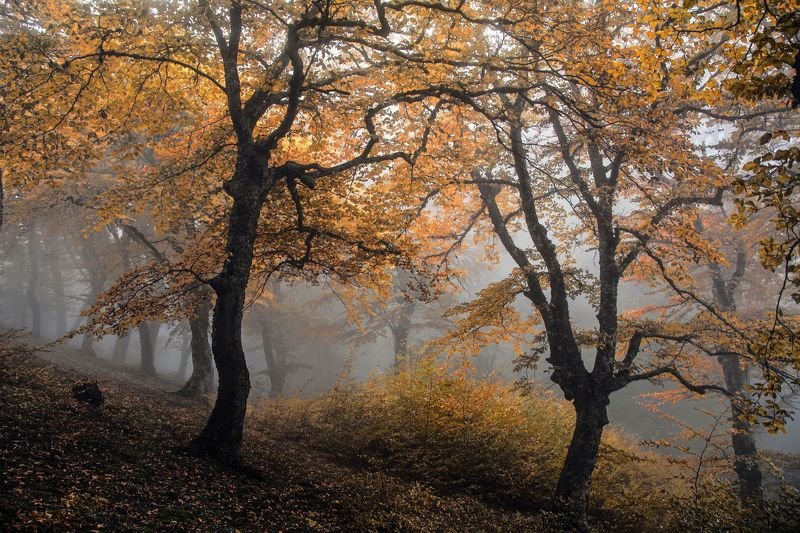 Обаяние осениphoto preview