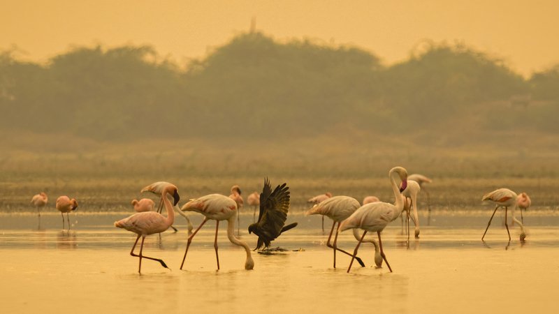 Lesser Flamingo, Greater Flamingo, Western Marsh Harrier, sunset, LRK, Gujrat Death from Abovephoto preview