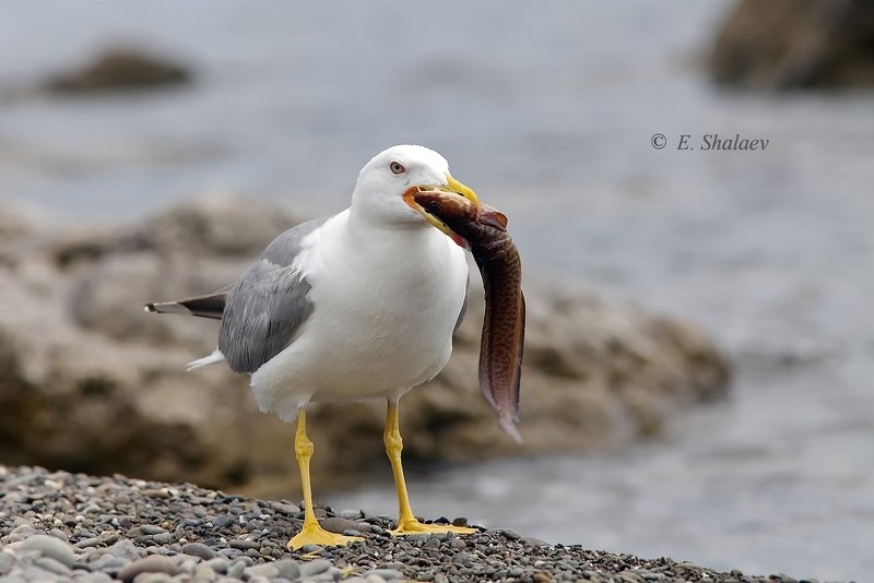 birds,птица,птицы,фотоохота,чайка ,средиземноморская чайка,larus michahellis Рыбак .photo preview