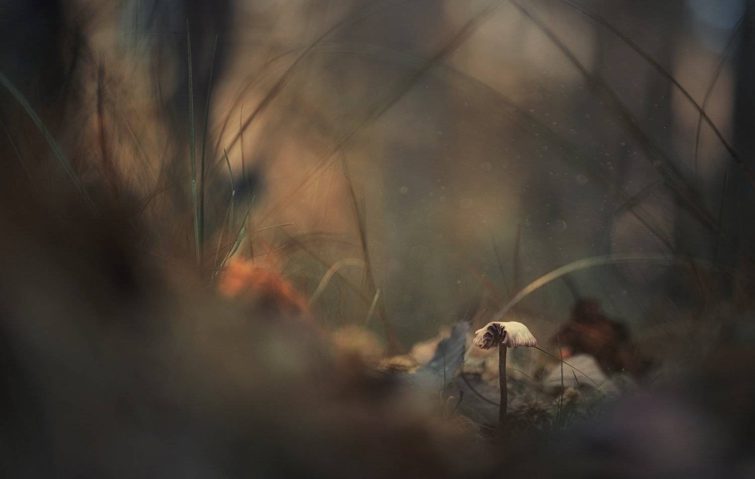 Автор: Сергей Троицкий , Сергей Троицкий