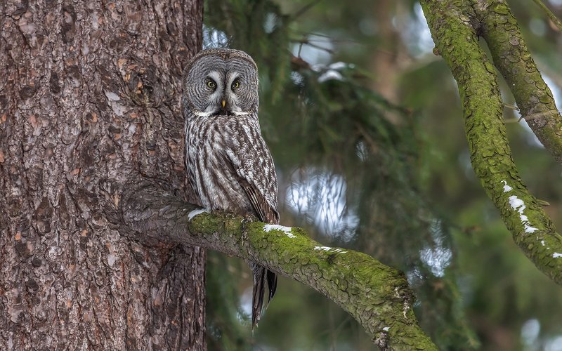 неясыть, бородатая неясыть, птицы, птицы россии, орнитология, дикая природа, пение птиц, фото охота, дикая птица, дикая природа Камуфляж. Бородатая неясыть.photo preview