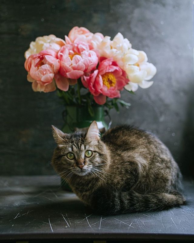 лето, пионы, свет, розовый, желтый, букет photo preview