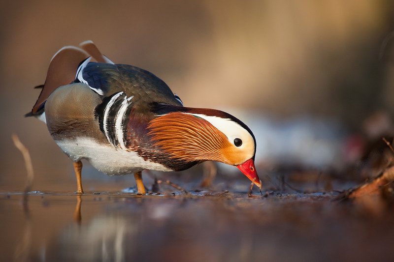 Mandarin duckphoto preview