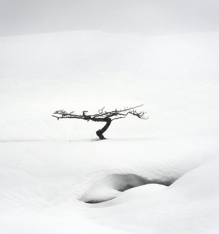 minimalism, blackandwhite, bw, landscape, alone, winter, winterlandscape, bog, swamp Terraformingphoto preview