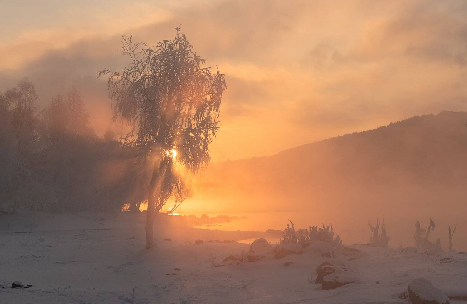 Березка у реки.. Автор: Марина Фомина енисей, мороз, закат, береза., Марина Фомина