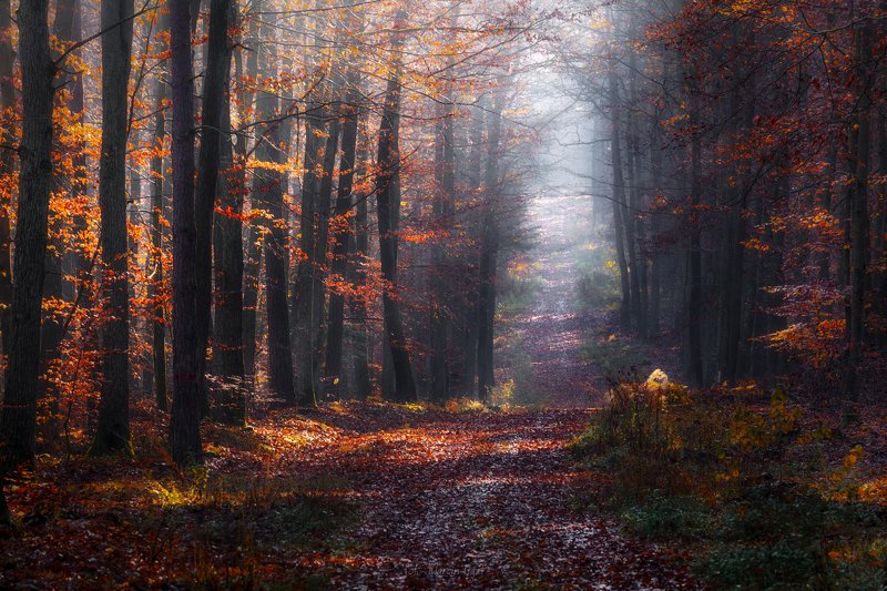 Forest road. фото превью