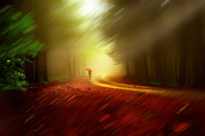 in the woodsphoto preview