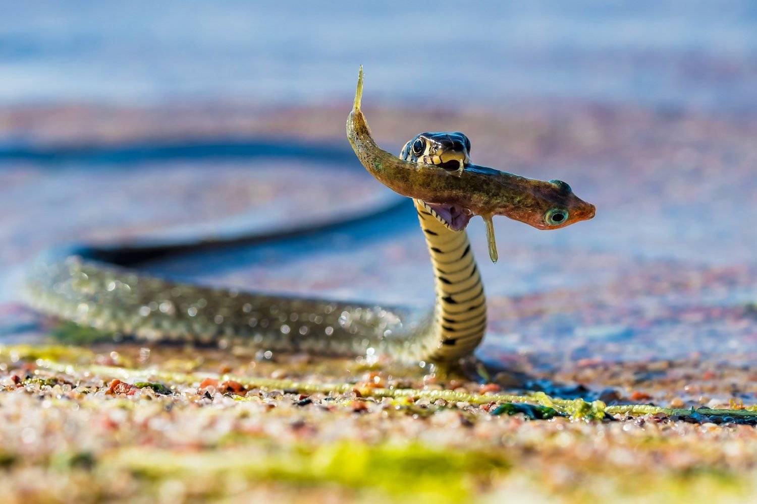 Автор: Александр Абросимов , Александр Абросимов