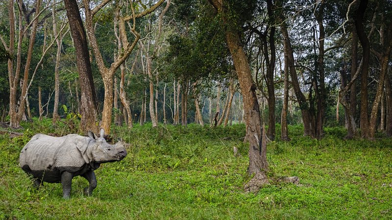Indian Rhinoceros, Kaziranga, habitat The Unicorn in its magical forestphoto preview