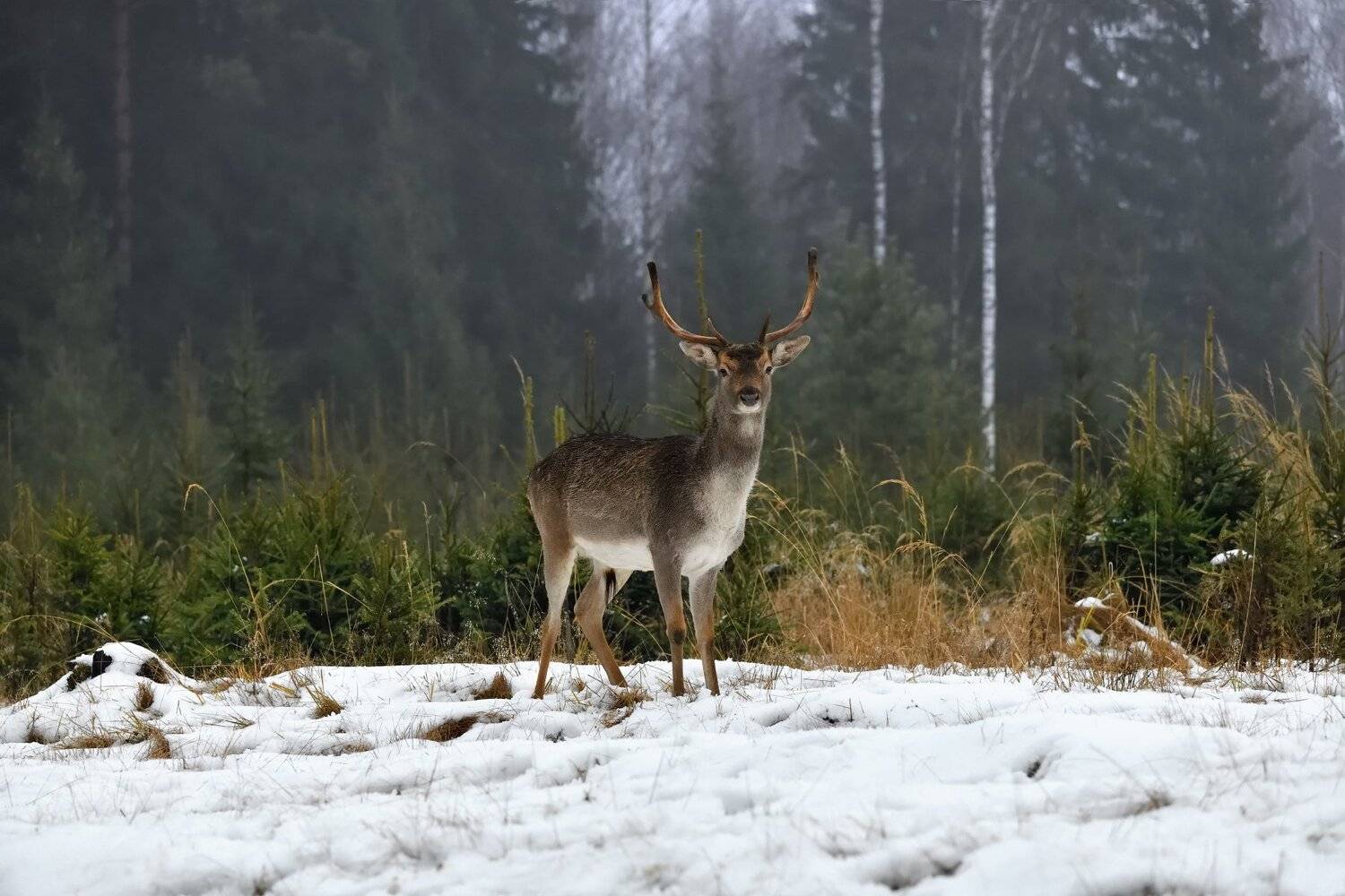 ***. Автор: Виталий Полуэктов лес,живоьные,олень, Виталий Полуэктов