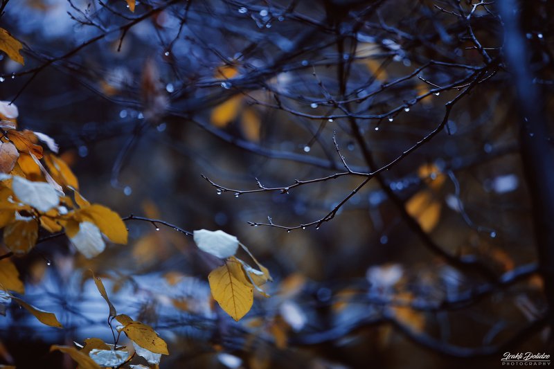rain, trees, raindrops, autumn, winter, yellow, leaves, leaf, autumn leaves, morning, outdoor, canon photography, photography Rainy morningphoto preview