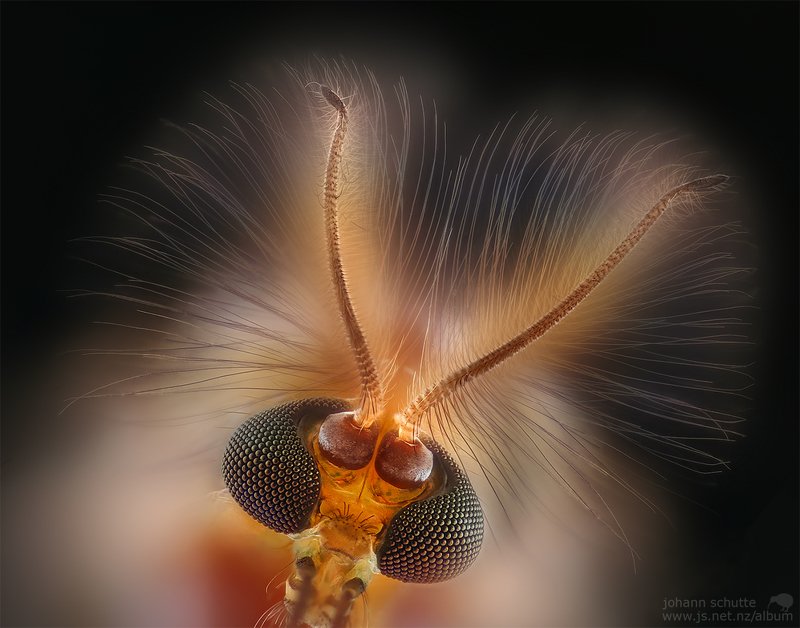 Johann Schutte www.js.net.nz/album insect midge mosquito macro Midgephoto preview