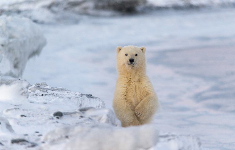 чукотка арктика медведь полярный белый морской медвежонок Сирота....photo preview