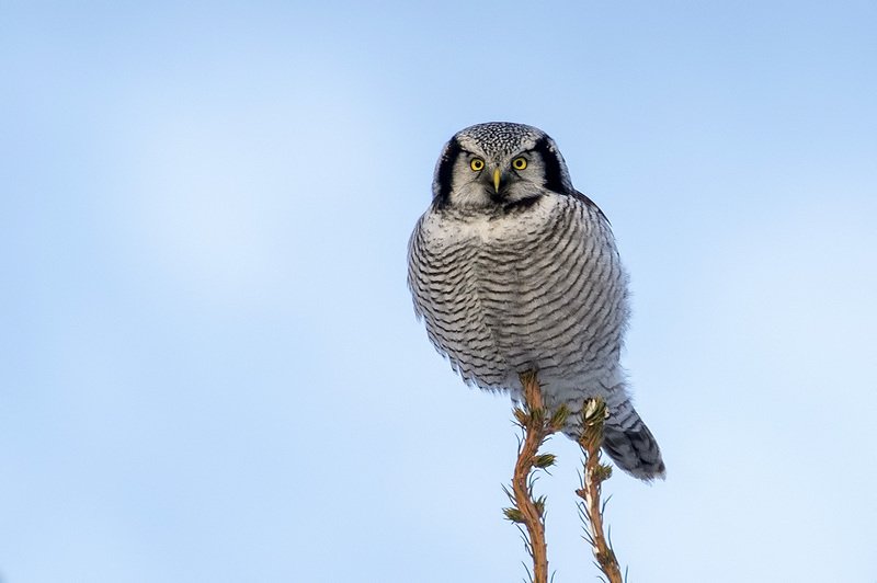 Мастер класс по маскировке в воздушный шарикphoto preview