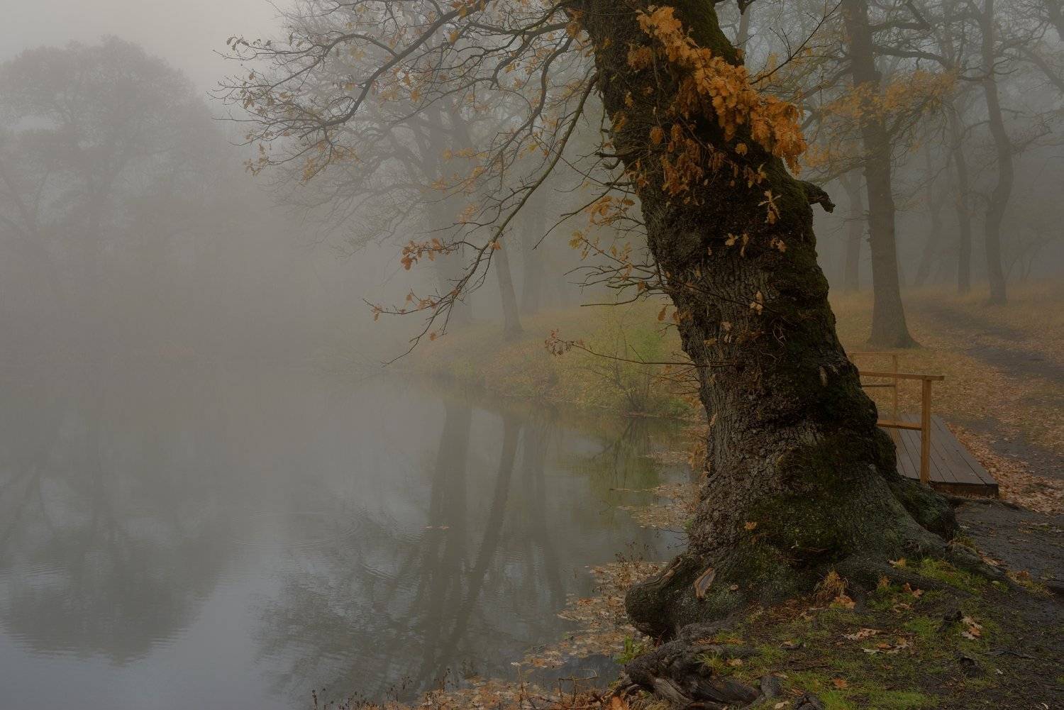 осень листва утро лес туман пруд дуб, Александр Жарников