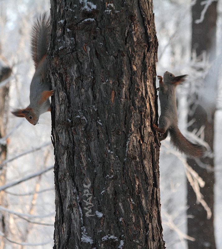 животные белки парк Игра в пряткиphoto preview