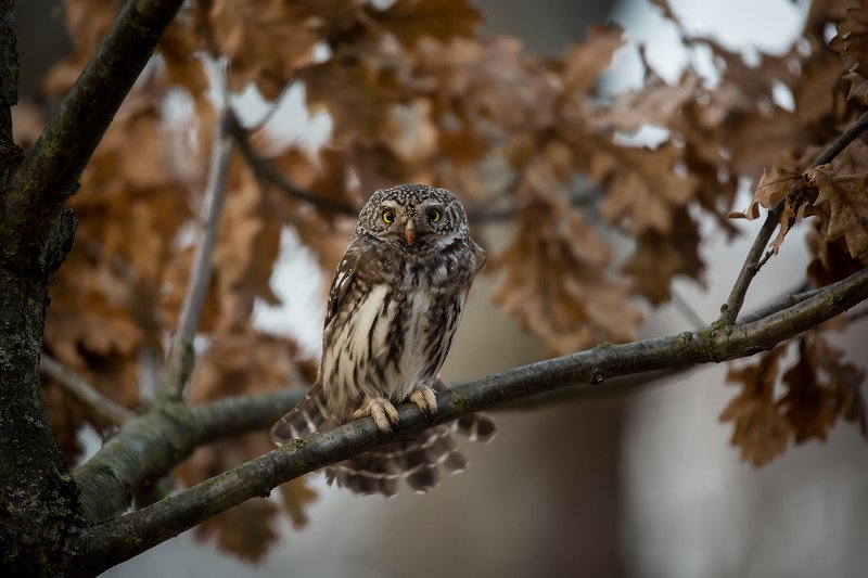 воробьиный сыч ...photo preview