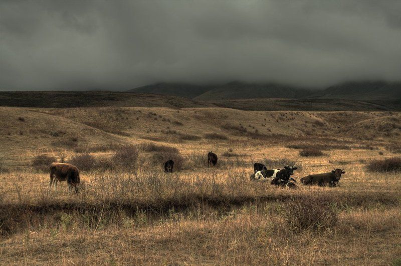 Про коров которые попали в очень неприятные погодные переделки.photo preview
