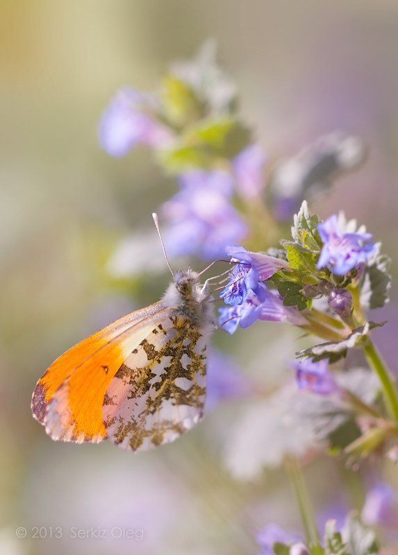 Anthocharis cardamines, Art, Beauty, Butterfly, Macro, Oleg Serkiz, Spring, Олег Cеркиз Spring beautyphoto preview