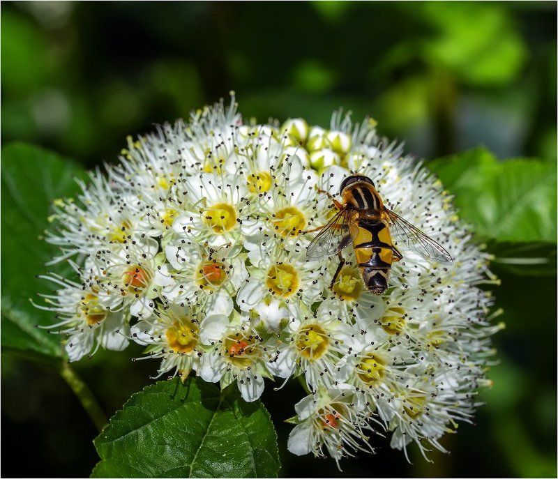 Полосатый мух!photo preview