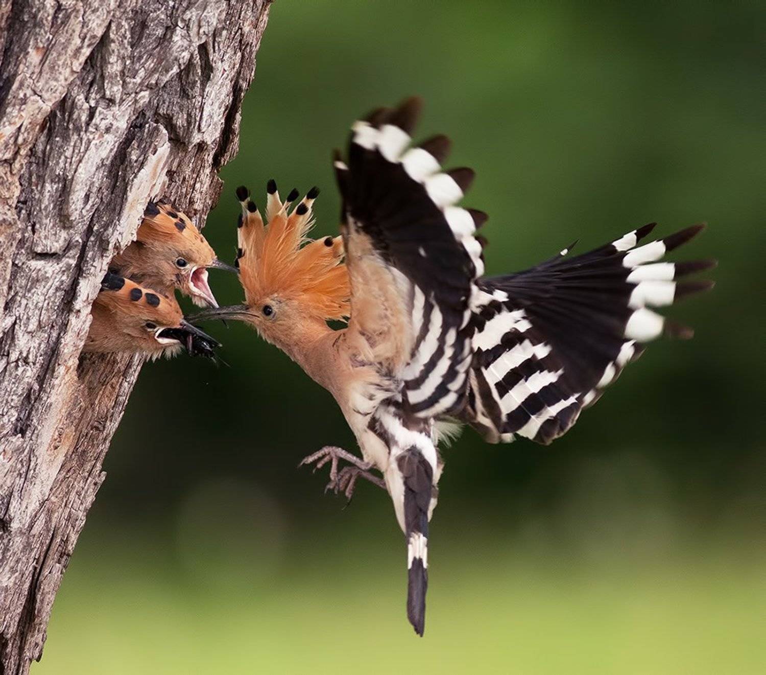 , Стефан Дянков