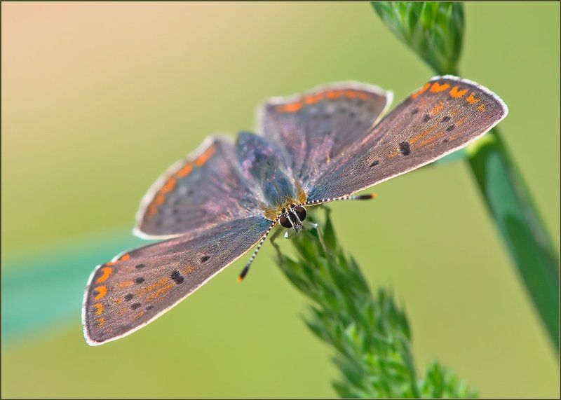 Аэроплан.photo preview