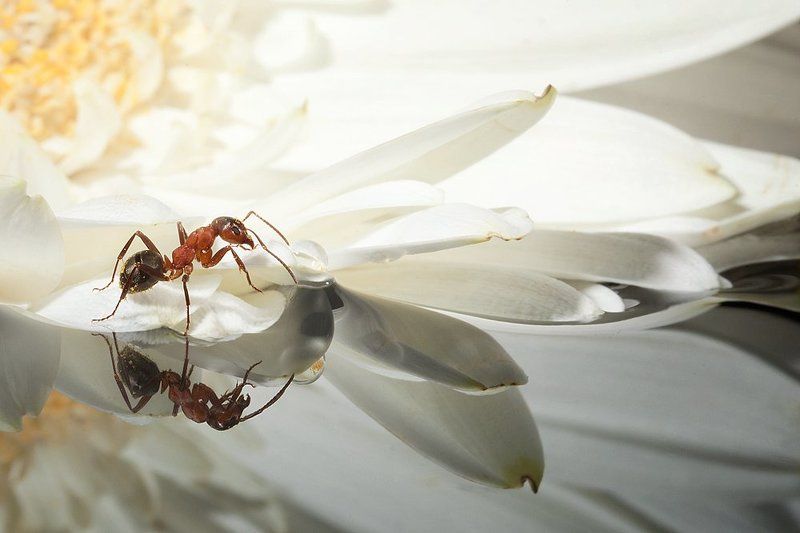 On The Flower фото превью