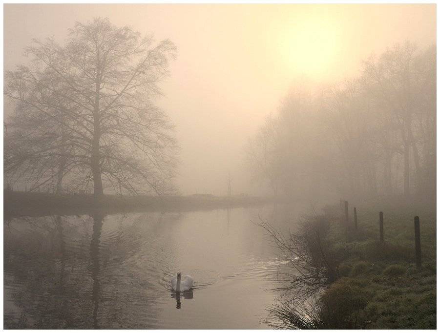 Mysterious swan.. Автор: Johny Hemelsoen , Johny Hemelsoen