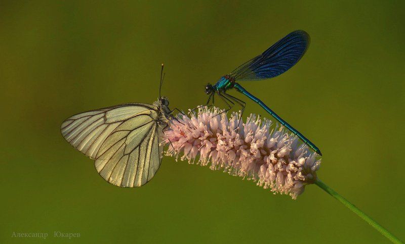 Серафим и Пелагея обсуждают последние сплетниphoto preview