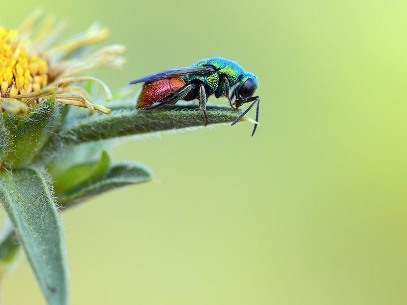 Оса блестянкаphoto preview