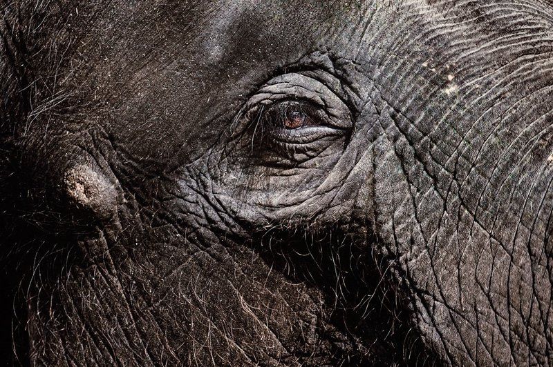 Eye Of Elephantphoto preview