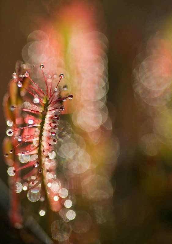 росянка, растения, карелия, природа, лес, макро, капли, хищник, россия, sundew, plant, macro, nature, forest, karelia, drops, predator, russia Комариная смертьphoto preview