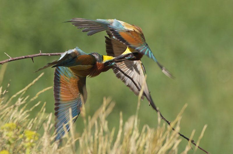 пчелояд,щурка,merops apiaster,european bee-eater Борьба за территориюphoto preview