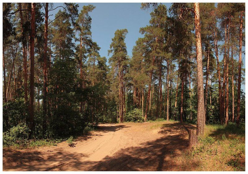 В лесу... фото превью