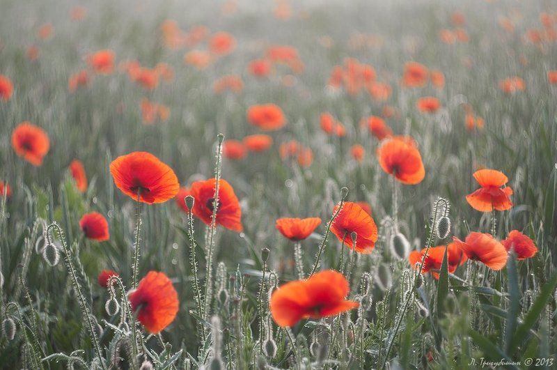 Сон Морфеяphoto preview